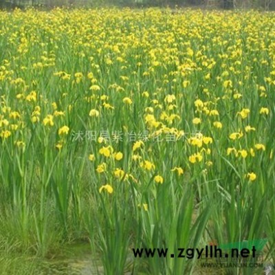 桂花-八月桂-丹桂-金桂-桂花嫁接苗-四季桂-桂花樹苗