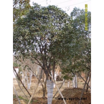 供應河南大規格叢生桂花