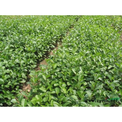 福建有無患子苗45萬，櫻花苗200萬，楠木苗500萬，桂花苗20