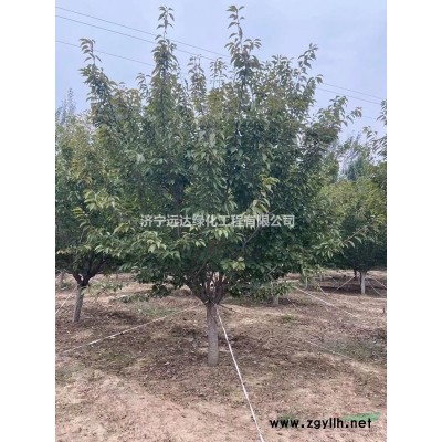 銀紅槭美國(guó)紅楓秋火焰    5-18公分銀紅槭  #大規(guī)格銀紅槭