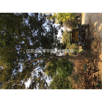 平平苗木基地出售馬褂木