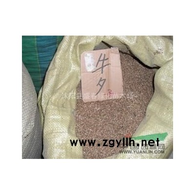 批發(fā)供應(yīng) 馬褂木種子 當(dāng)年新採 保質(zhì)保量