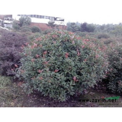 馬褂木3*新價(jià)格/馬褂木3報(bào)價(jià)