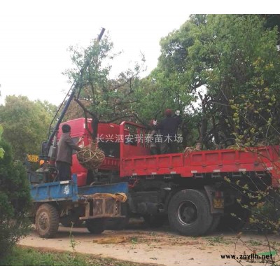 馬褂木（10-20公分）