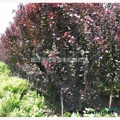 供應紅花紫薇 叢生紫薇  丁香 紫荊 紅楓 紫葉李 價格優惠