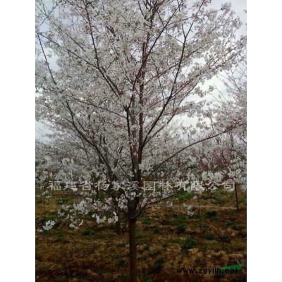 馬褂木 福建馬褂木種苗基地 馬褂木價格優(yōu)惠
