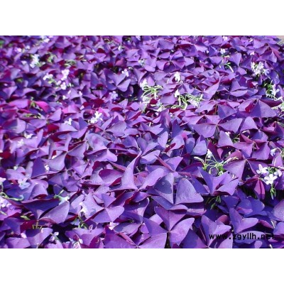 本苗場供應(yīng)精品紅楓