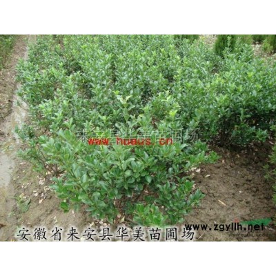 馬褂木-華美苗圃