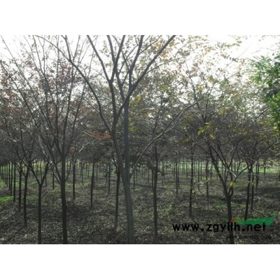 供應紅楓價格優惠質量保證 看貨后起苗