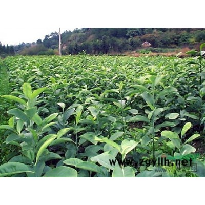 江西供應雜交馬褂木種子