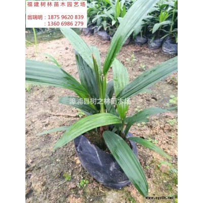 大小規(guī)格紅楓基地