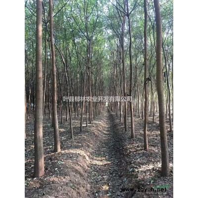 葉縣紅楓已長成，價格美麗，歡迎咨詢