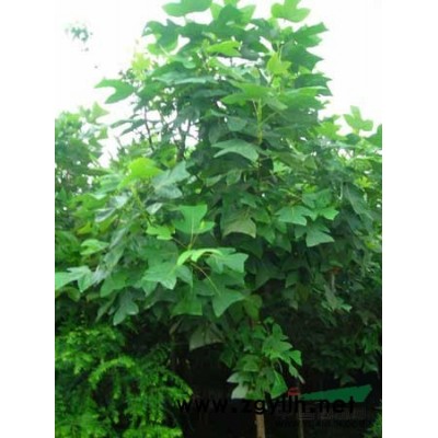 杜英種子 杜仲種子 九江種苗