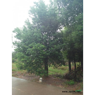 浙江大規格香樟供應，以及出售桂花 石楠  紫薇 無刺構骨