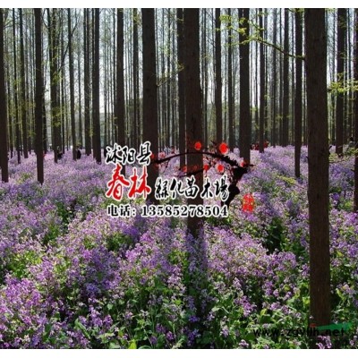 供應(yīng)優(yōu)質(zhì)品種桂花 金桂 蘇北金桂 丹桂 沉香桂 * 包品種