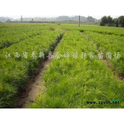 供應(yīng)杜英苗