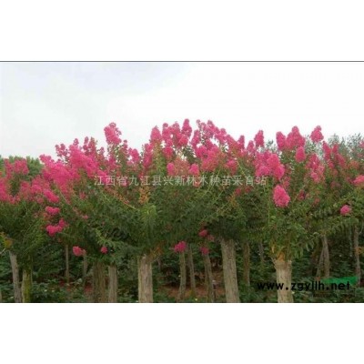 杜英，江西杜英，杜英價格，九江杜英