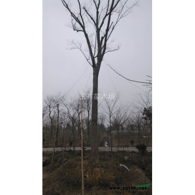 桂花 江蘇本地金桂D5~15cm蓬徑150~350苗木報價