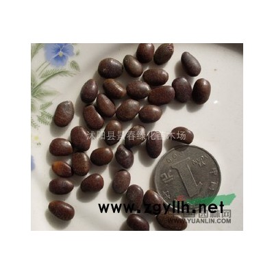 桂花種子價(jià)