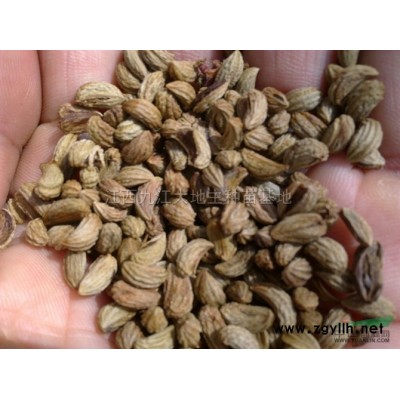 江西馬褂木介紹/特征/用途