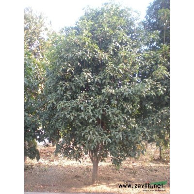 本基地有各種規格的馬關木批發，九江馬褂木價格，江西馬光木小苗