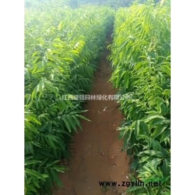 15公分馬褂木18公分馬褂木20公分馬褂木22公分馬褂木