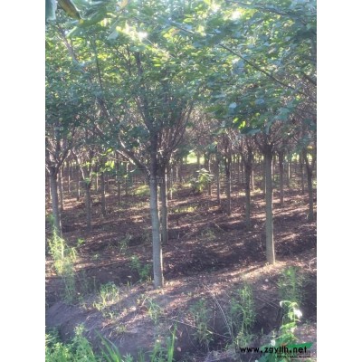 馬褂木圖片\馬褂木報價