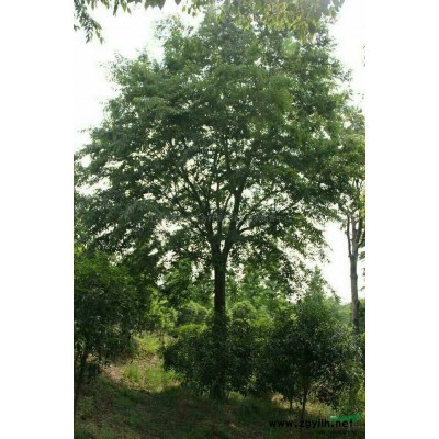 馬褂木2報(bào)價(jià)/江蘇馬褂木2報(bào)價(jià)