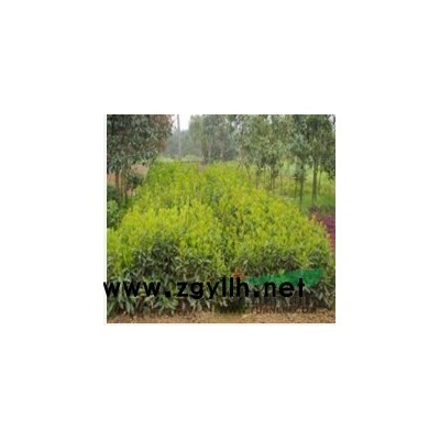 低價供應(yīng) 馬褂木 各種規(guī)格都有