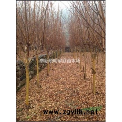 供應紅楓、5公分紅楓、6公分紅楓、15公分紅楓