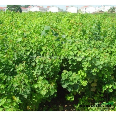 饅頭柳、垂柳、銀芽柳、馬褂木、水杉