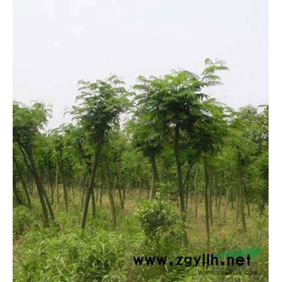 浙江馬褂木信息