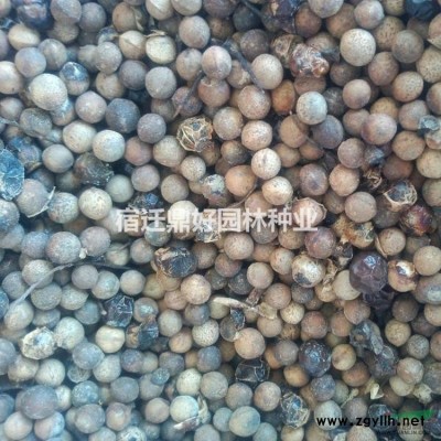 新采桂花種子 丹桂朱砂桂沉香桂八月桂花樹種子 包發芽