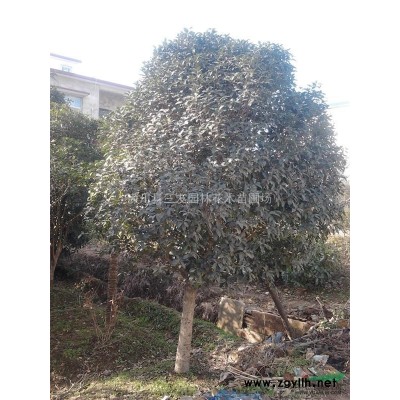 白玉蘭芽苗、桂花小苗價格，潢川白玉蘭芽苗報價基地；