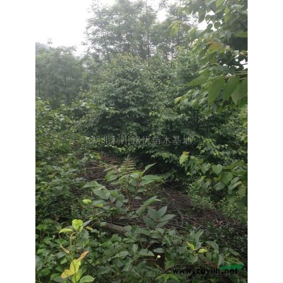 桂花2圖片\桂花2報價