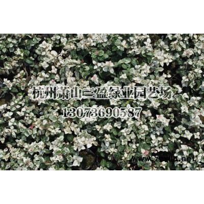 杜英、灑金柏、含笑球、木本繡球、麻葉繡球