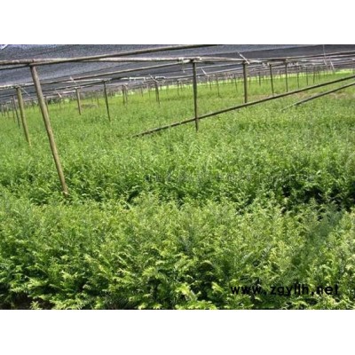 紅豆杉、竹柏、羅漢松、深山含笑、杜英