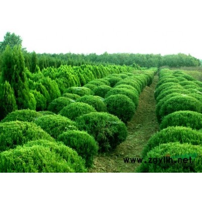 蕭山桂花P150-400，無病害，樹形美，土球好，苗圃看貨起