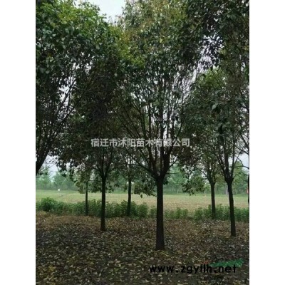 紅楓價格_紅楓圖片_紅楓綠化苗木苗圃基地