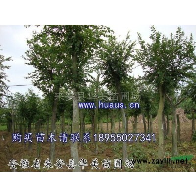 桂花苗圃-來安縣華美