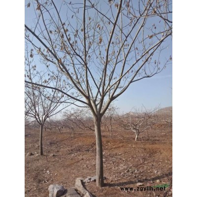 美國紅楓 紅冠 紅點 秋火焰 十月光輝