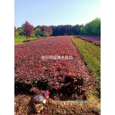 陜西日本紅楓批發基地-西安景盛苗圃種植日本紅楓-周至日本紅楓直銷