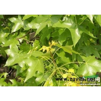 湖北地區供應桂花