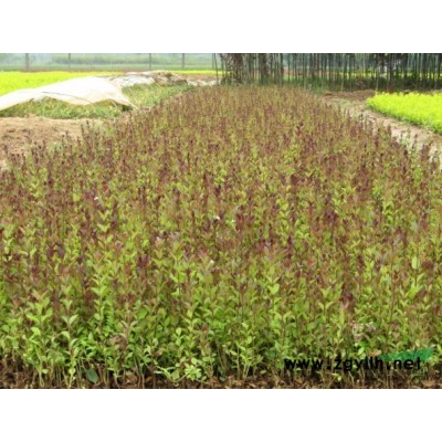 楓楊、龍爪槐、紫葉桃、紅楓、側柏、金絲桃