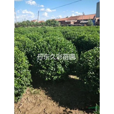 丹東美國紅楓/紅楓/特選/特一*/定值/精選