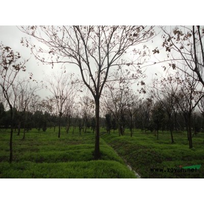 桂花供應(yīng)/桂花圖片