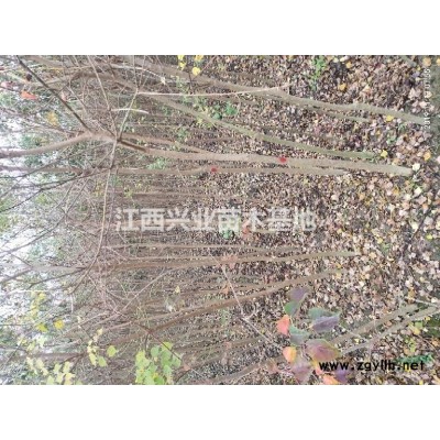 馬褂木（鵝掌楸）杯苗