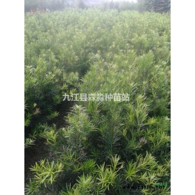 馬褂木樹苗 馬褂木小苗 造林苗馬褂木 馬褂木種苗基地 江西馬褂木產地 先淼