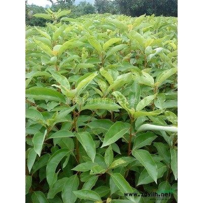 大量供應桂花苗|重慶桂花苗|重慶桂花苗價格|基地直銷