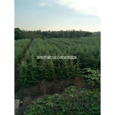 全冠8公分9公分10公分15公分馬褂木價格，馬褂木歷史講解